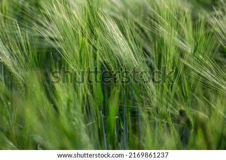 Green spikes of cereals. Selective focus. Natural green background.