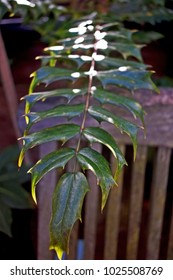 The Green Spiky Leaves Seem To Stand Out From The Garden Background And Hang Over The Wooden Chair