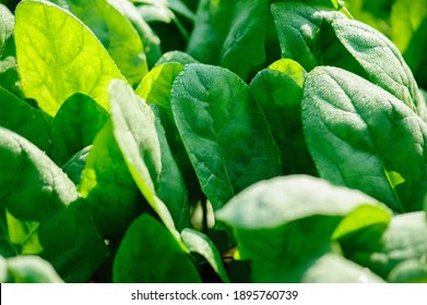 Green spinach in growth at vegetable garden - Shutterstock ID 1895760739