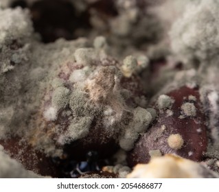 Green Spores Of Mold On Rotten Berries