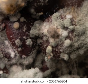 Green Spores Of Mold On Rotten Berries