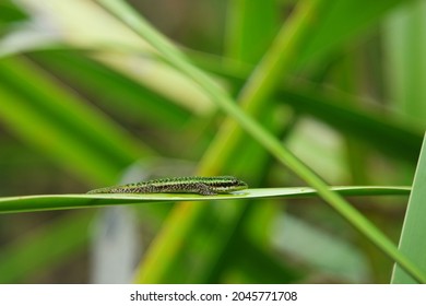 A Green Spotted Gecko On A Green Leaf In The Rainforest