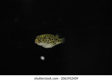 Green Spotted Pufferfish In An Aquarium