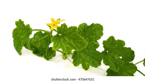 Green sprig of cucumber with yellow flowers on a white background.