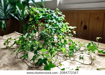 Green sprigs of common ivy, Hedera helix on the table with craft recycle paper. Care of climbing houseplant. Soft selective focus. Defocused foreground. 