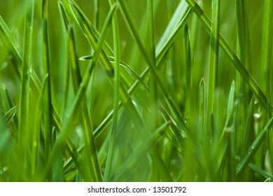 Green spring