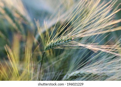 Green, spring barley field.