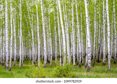 green spring birch forest, landscape