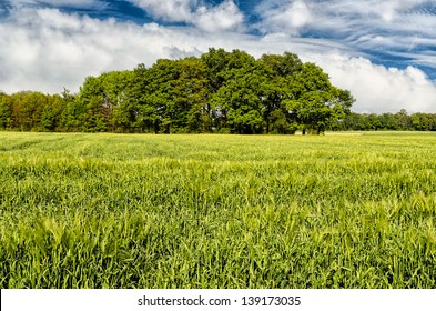 Green Spring Field With Tree Line Landscape 