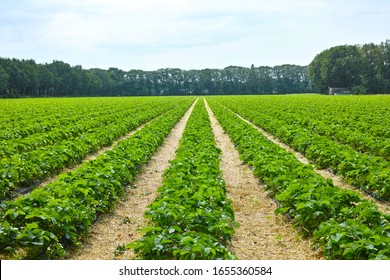 Green Spring Fields With Rows Of Organic Strawberry Plants