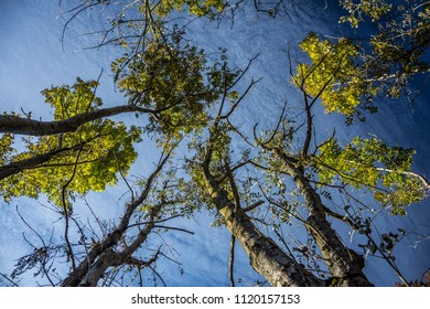 Green spring forest