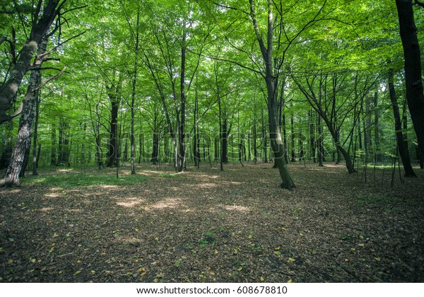 Green Spring Forest Stock Photo (Edit Now) 608678810