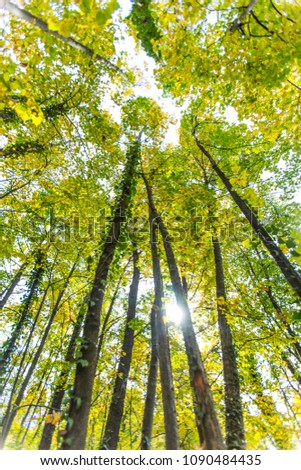 green spring forest background 