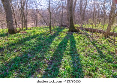 green spring forest in a rays of sun