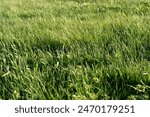 Green spring grass close-up. Green blades of grass in the sunlight in the garden.