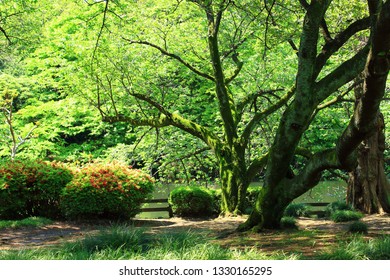 Green Spring Leaves