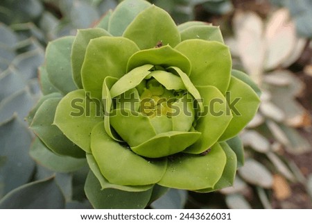 green spring leaves on garden (Crassulaceae)