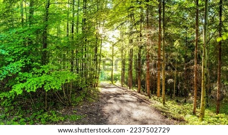 GREEN SPRING NATURE FOREST LANDSCAPE WITH EMPTY PATH WAY IN SUN LIGHT, BEAUTY OF NATURE