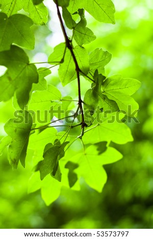 Similar – green leaves of a tree top