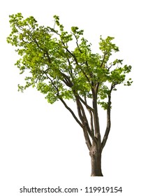 Green Spring Oak Tree Isolated On White Background