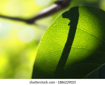 Green Spring Sheet On The Skylight Of The Sun With A Shadow From The Twig, The Texture Of Greenery, Horizontal Image With A Blurred Background And Soft Focus, A Place For Text, The Concept Of Spring,