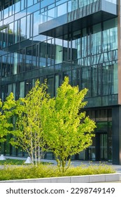 Green spring trees against the background of office buildings