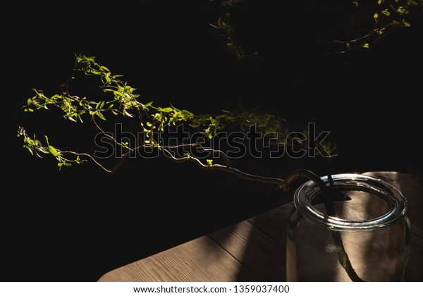 Green Spring Twig Glass Vase Spring Stock Photo Edit Now 1359037400