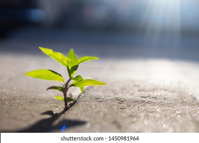 green sprout among concrete grew and stretches to the sun
 - Powered by Shutterstock