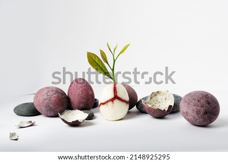 green sprout from a broken egg with a red vein and bird eggs among stones