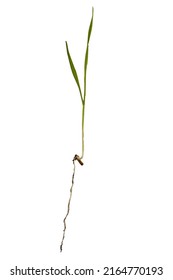 A Green Sprout Of Grass Sprouted From A Grain Or Seed, A Small Root On A White Background, Isolate.