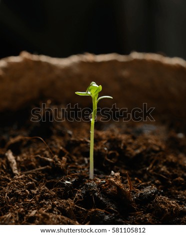 Similar – Tomaten Aufzucht Pflanze