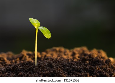 Green sprout growing from ground, new or start or beginning concept
