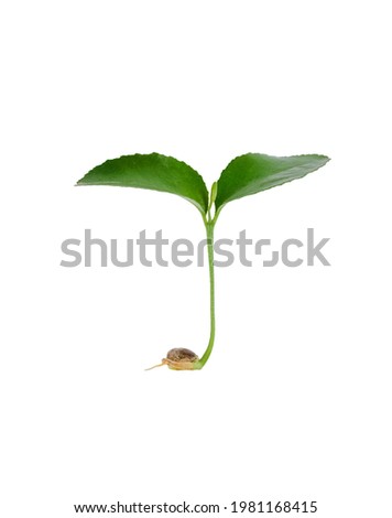 Green sprout growing isolated on a white background. Lime or orange baby plant.