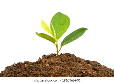 Green sprout growing out from soil isolated on white background - Shutterstock ID 1910766940