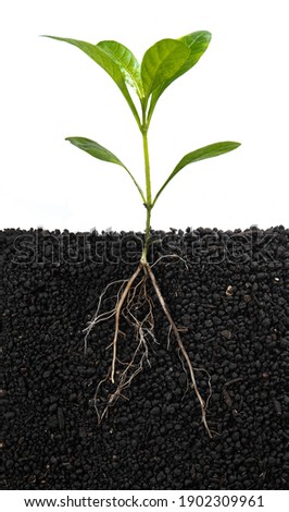 Green sprout growing out from soil with underground root visible isolated on white background