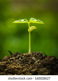 Green Sprout Growing From Seed