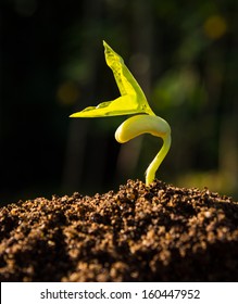 Green Sprout Growing From Seed