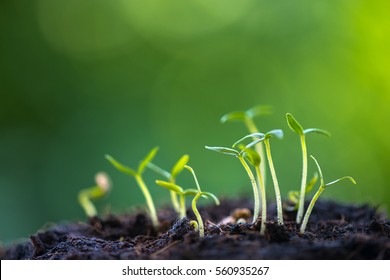 Green Sprout Growing From Seed