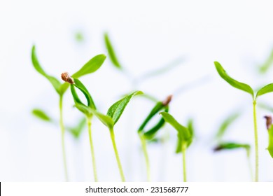 Green Sprout Growing From Seed Isolated On White Background. Spring Symbol, Concept Of New Life