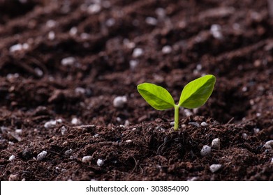 Green Sprout Growing From Seed In Organic Soil