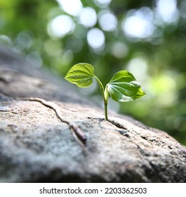 Green Sprout Growing In Stone  - Rebirth, Revival, Resilience And New Life Concept