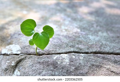 Green Sprout Growing In Stone  - Rebirth, Revival, Resilience And New Life Concept