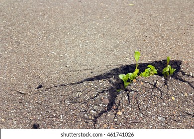 Green sprout growing through the asphalt. Ecology concept. The concept of coping and overcome difficulties. Space for text