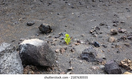 Green Sprout On Desert Volcanic Soil