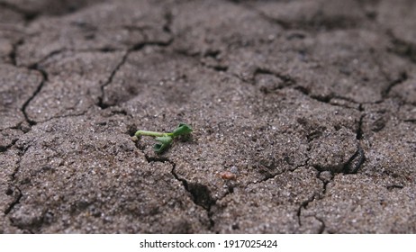 Green Sprout Shriveled Under The Sun In Parched, Cracked, Hot Earth. Concept Of Resource Scarcity And Environmental Challenges Of Climate Change