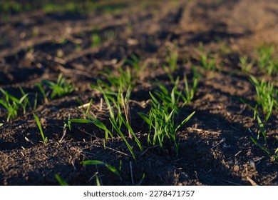 Green sprout of winter wheat in field close-up. Sunlight warms the seedlings. Farming concept - Shutterstock ID 2278471757