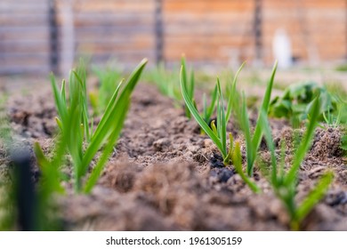 Green Sprouts Of Garlic Grow In A Garden Bed. Winter Garlic On The Ground Covered With Mulch