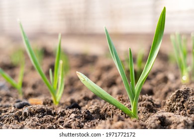 Green Sprouts Of Garlic Grow In A Garden Bed. Winter Garlic On The Ground Covered With Mulch