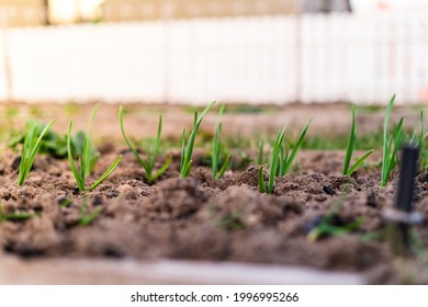 Green Sprouts Of Garlic Grow In A Garden Bed. Winter Garlic On The Ground Covered With Mulch