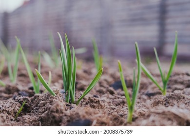 Green Sprouts Of Garlic Grow In A Garden Bed. Winter Garlic On The Ground Covered With Mulch